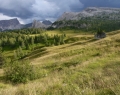 Some grass